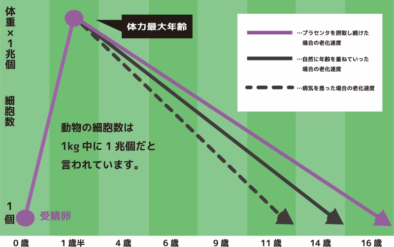 プラセンタを接種した動物の老化速度のグラフ