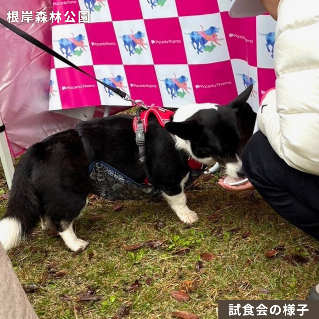 神奈川県根岸森林公園ドッグランは9月も開催。プラセンタの試食の様子です。